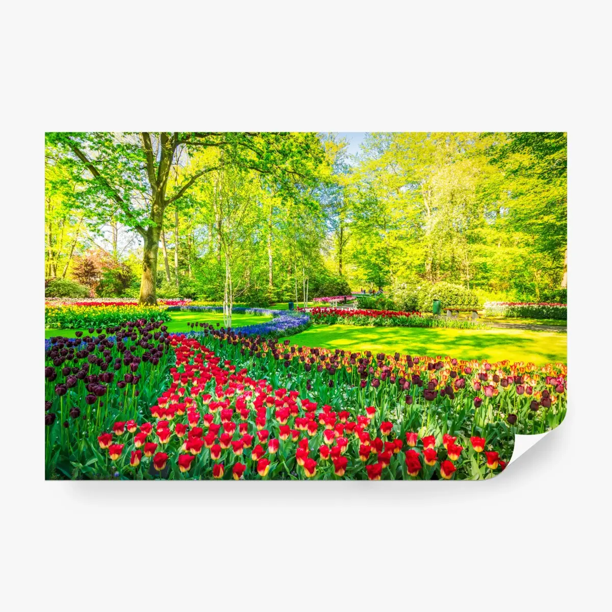 Fototapete lebendiger tulpengarten im frühling – Pixers®