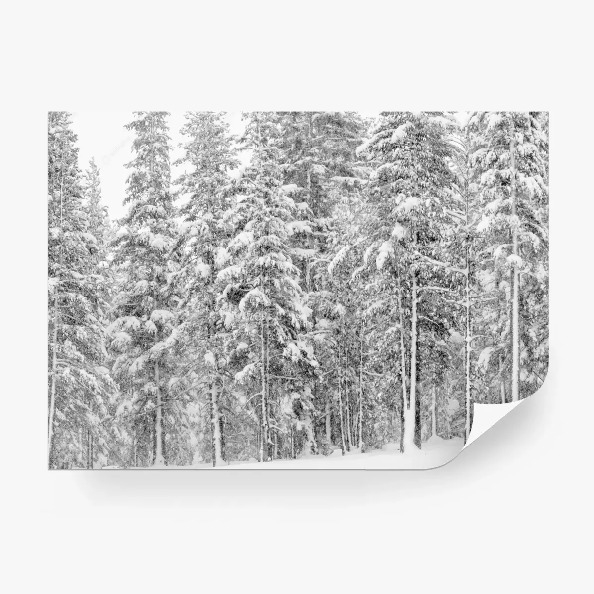 Fototapete verschneiter kiefernwald im winter – Pixers®
