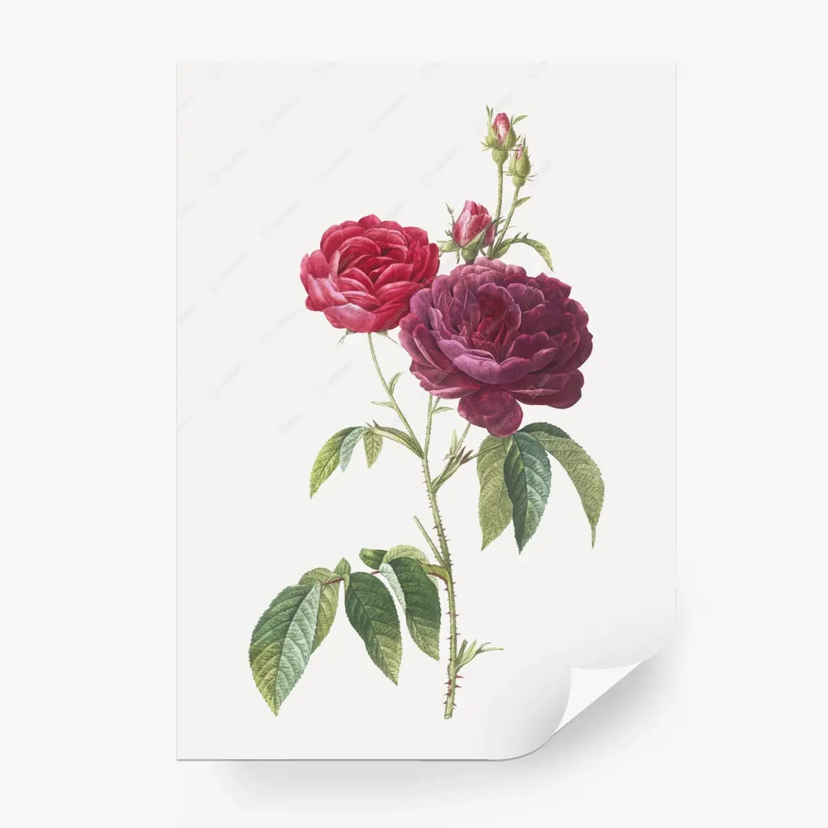 Fototapete botanische illustration purpurrose – Pixers®