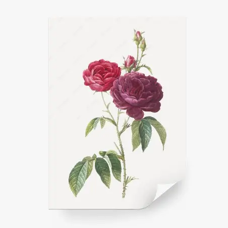 Fototapete botanische illustration purpurrose – Pixers®