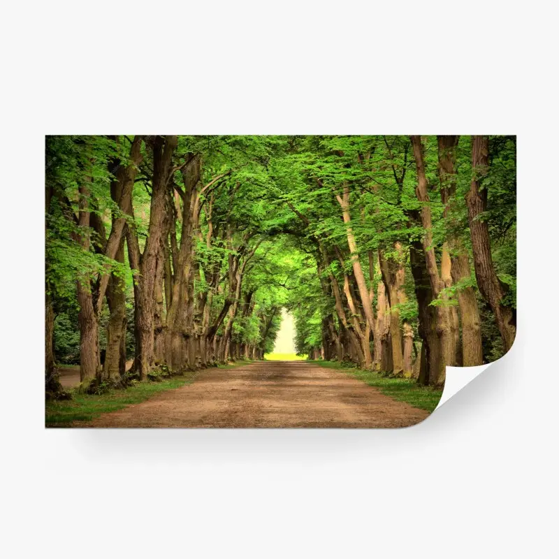 Fototapete sonnige baumallee im wald