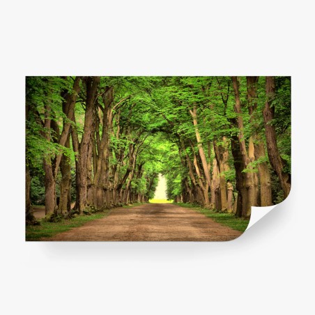 Fototapete sonnige baumallee im wald – Pixers®