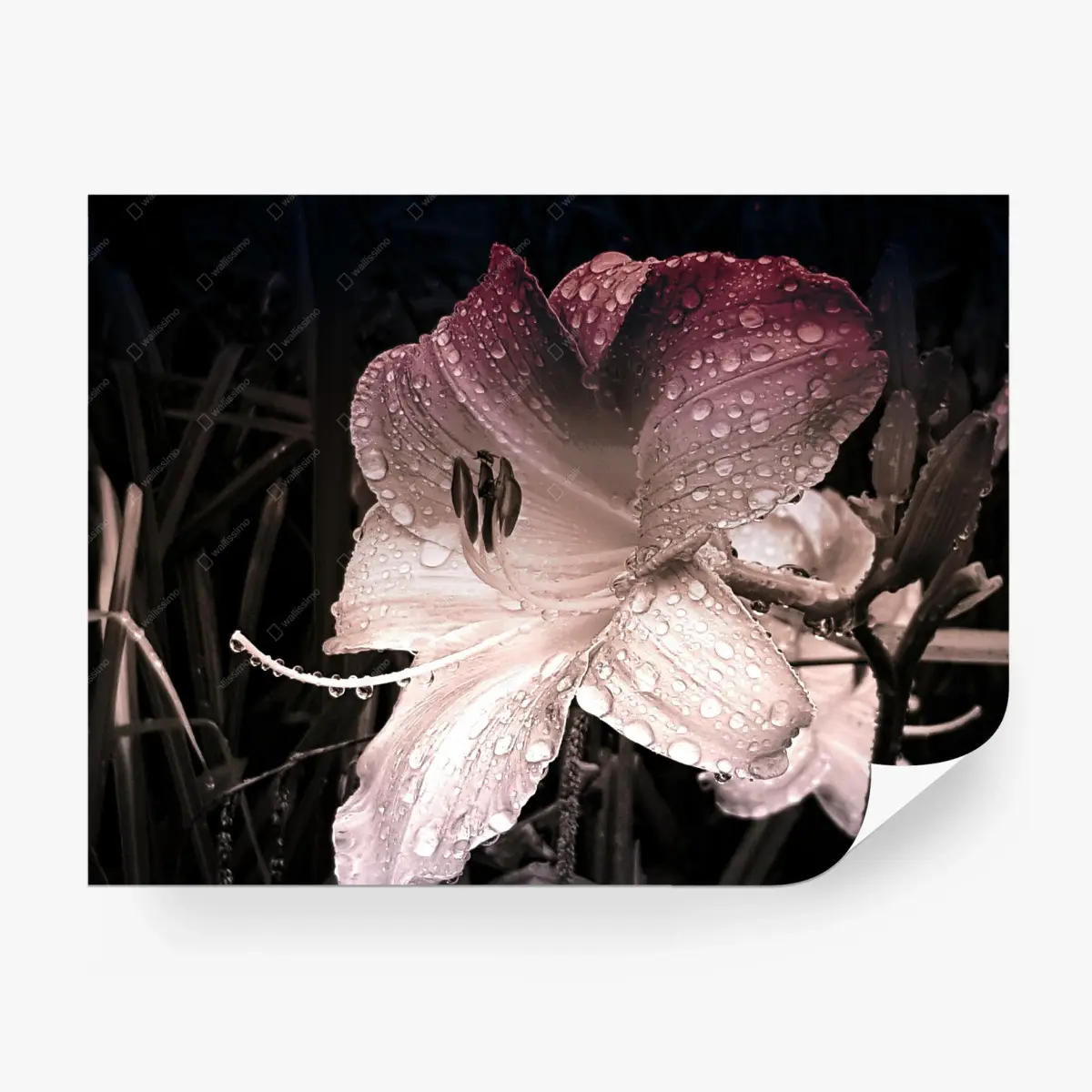 Fototapete taufrische lilienblüte im makro – Pixers®