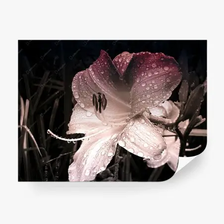 Fototapete taufrische lilienblüte im makro – Pixers®