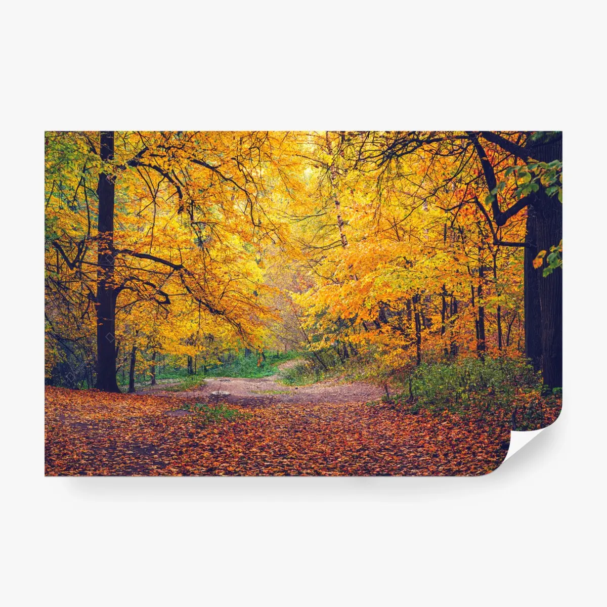 Fototapete goldener herbstweg im wald – Pixers®