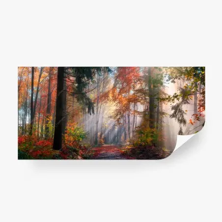 Fototapete magischer herbstwald im sonnenlicht – Pixers®