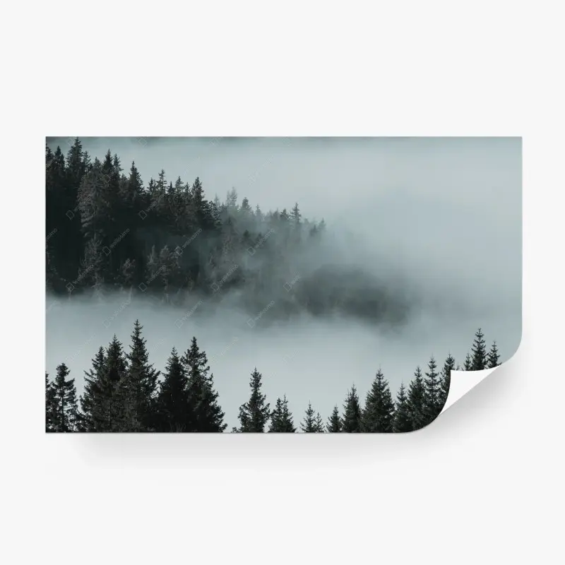 Fototapete nebliger kiefernwald