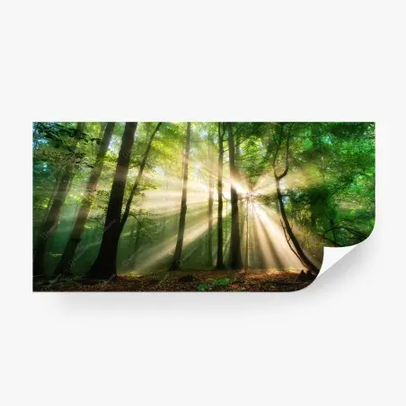 Fototapete sonnenstrahlen im grünen wald – Pixers®