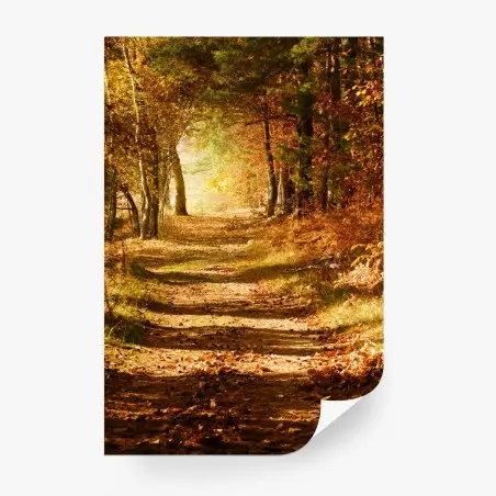 Fototapete herbstlicher waldweg mit goldenem licht – Pixers®