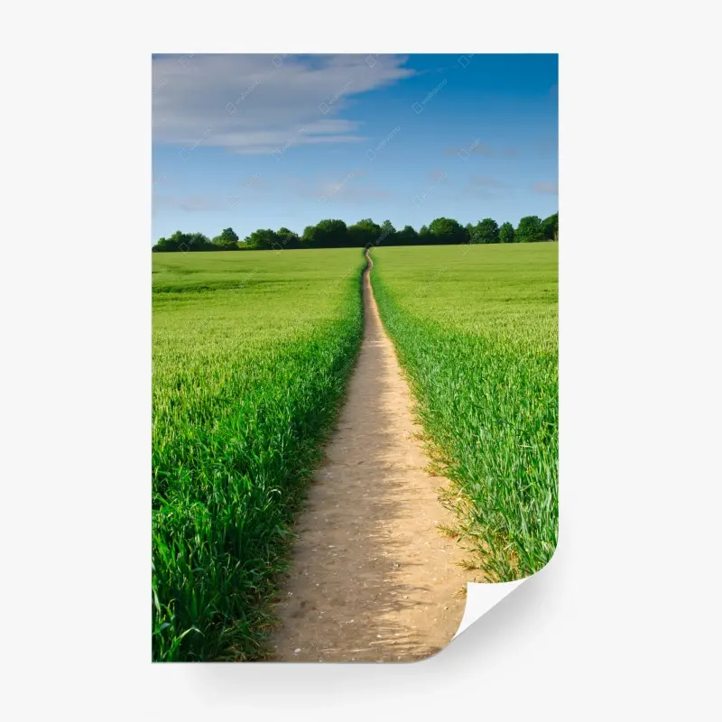 Fototapete sonnenbeschienener weg durch grüne wiese