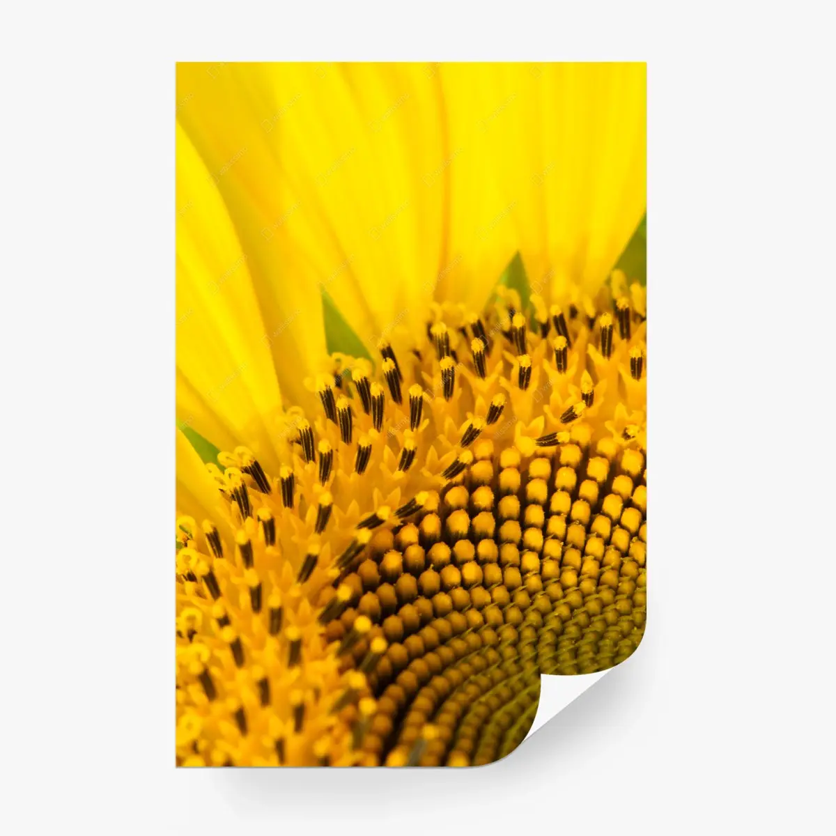 Fototapete goldene sonnenblume nahaufnahme – Pixers®