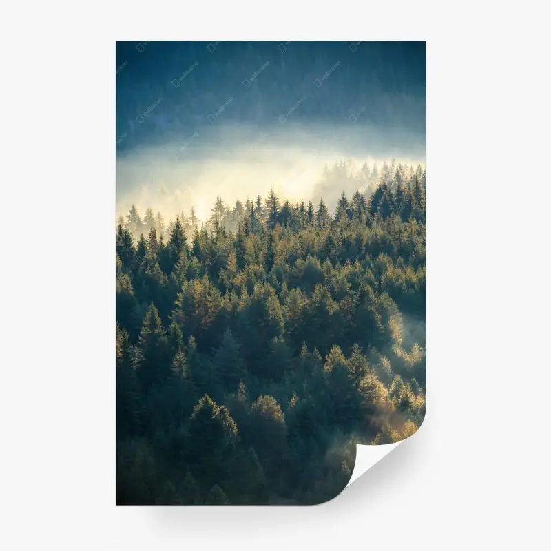 Fototapete nebliger kiefernwald im morgenlicht