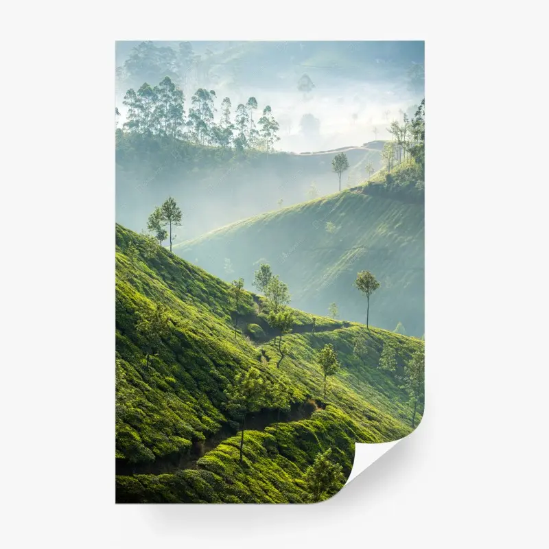 Fototapete neblige teeplantagen auf den hügeln von Munnar