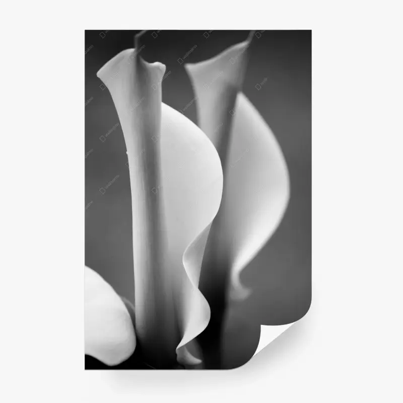 Fototapete elegante calla-lilien in monochrom