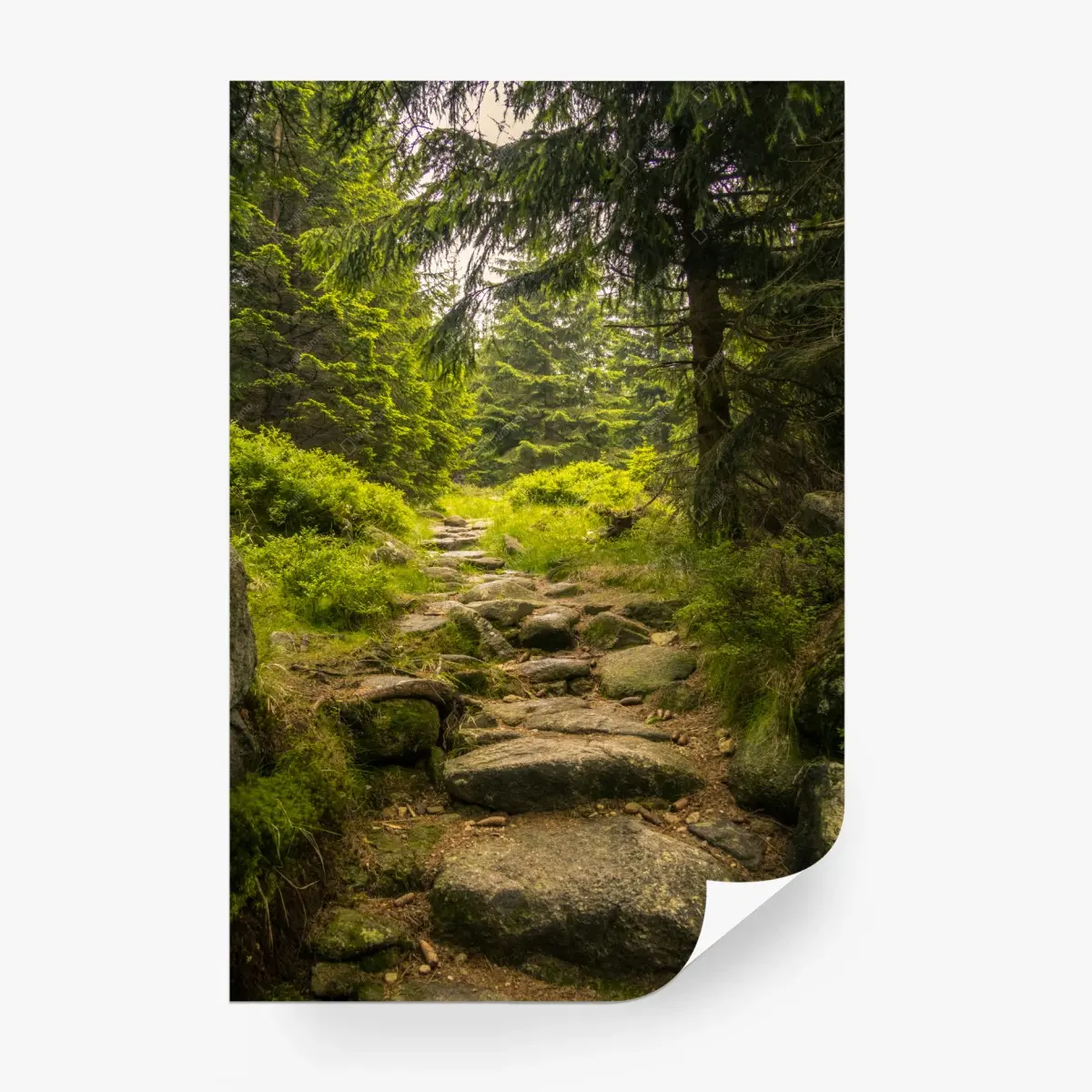 Fototapete ruhiger waldweg durch nadelwald – Pixers®