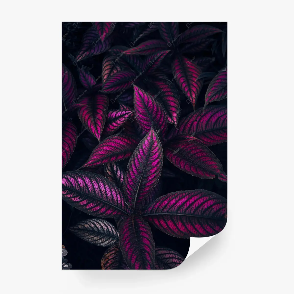 Fototapete leuchtendes violettes blättermotiv – Pixers®