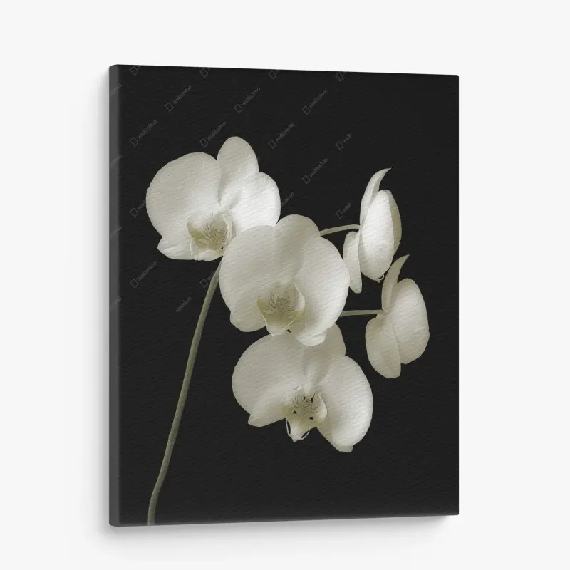 Leinwandbild weiße orchidee auf schwarzem hintergrund