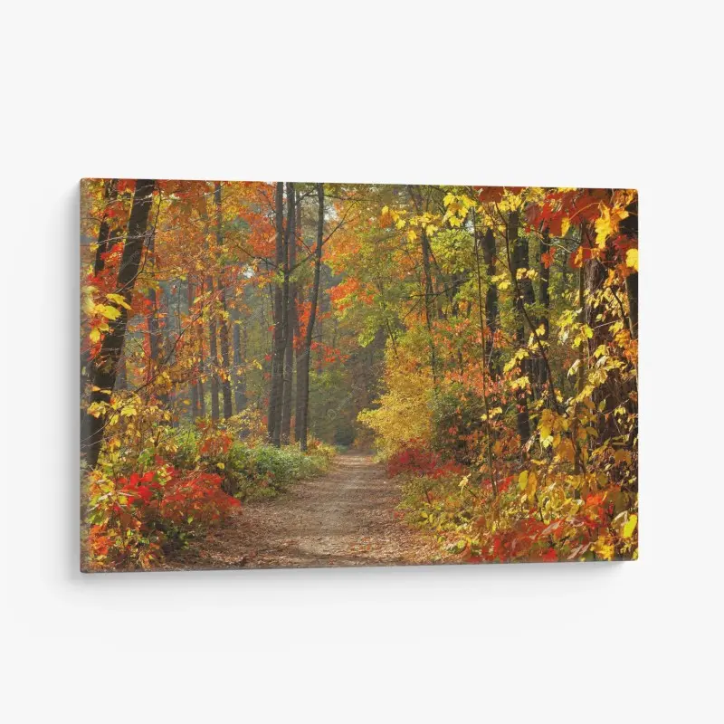Leinwandbild herbstlicher waldpfad im goldenen licht