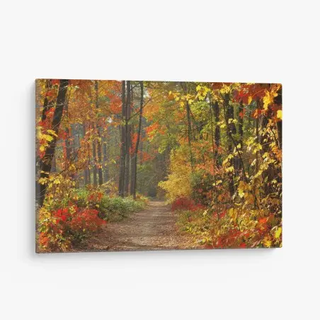 Leinwandbild herbstlicher waldpfad im goldenen licht – Pixers®