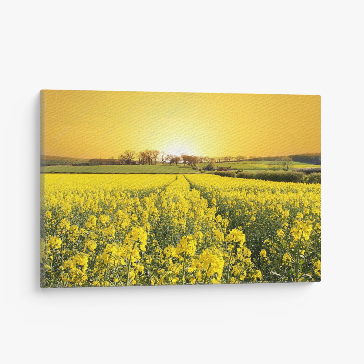 Leinwandbild goldenes rapsfeld bei sonnenuntergang – Pixers®