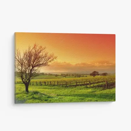 Leinwandbild sonnenaufgang über dem weinberg – Pixers®