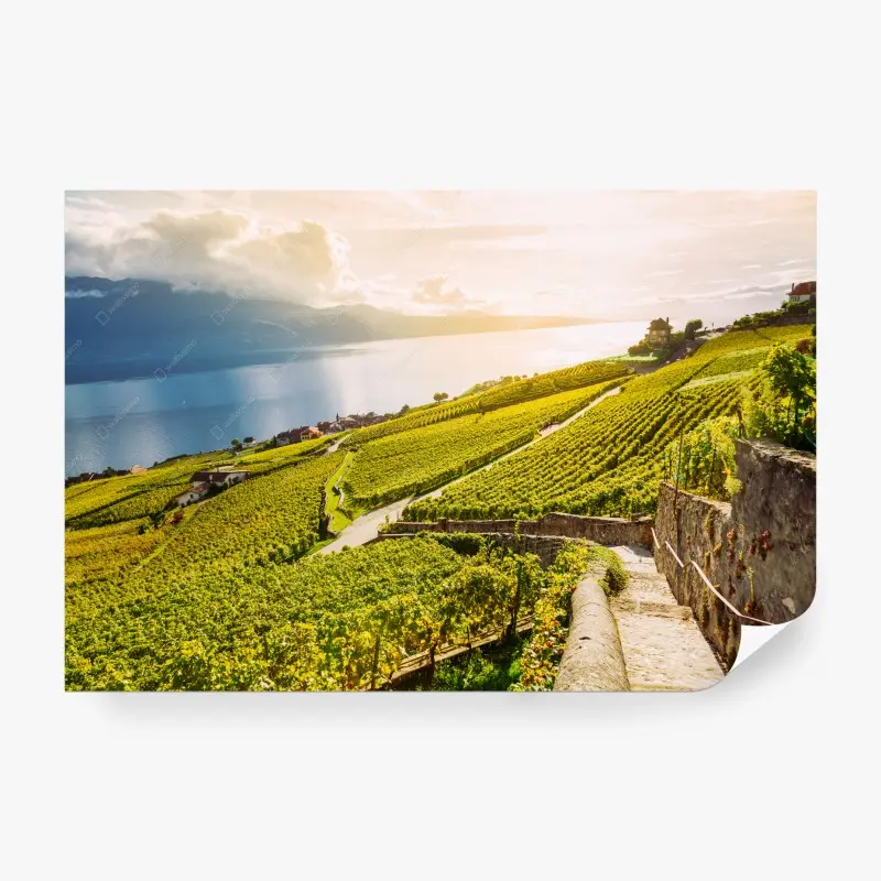 Fototapete sonnenbeschienene hügel mit weinbergen am see