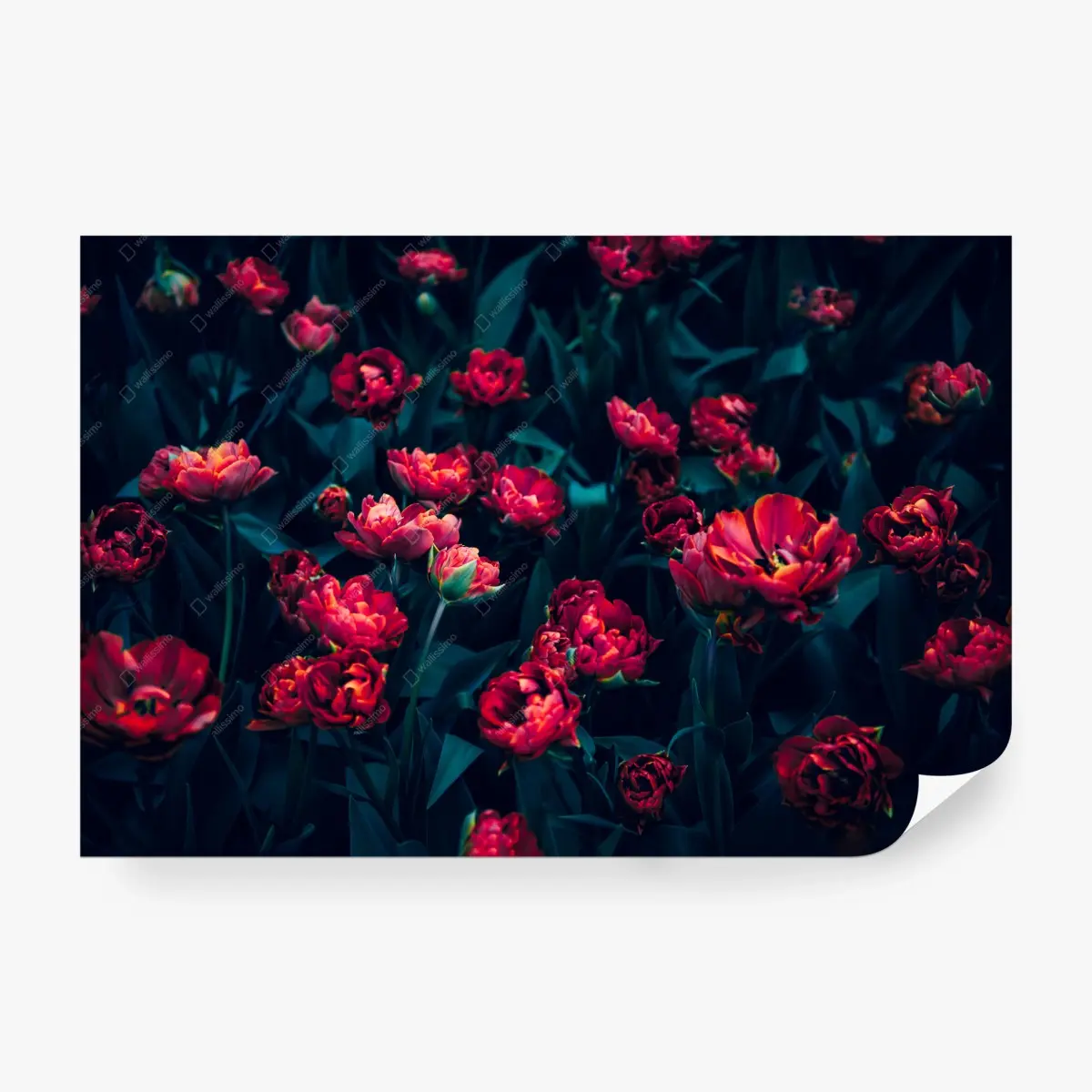 Fototapete mystischer garten roter tulpen – Pixers®