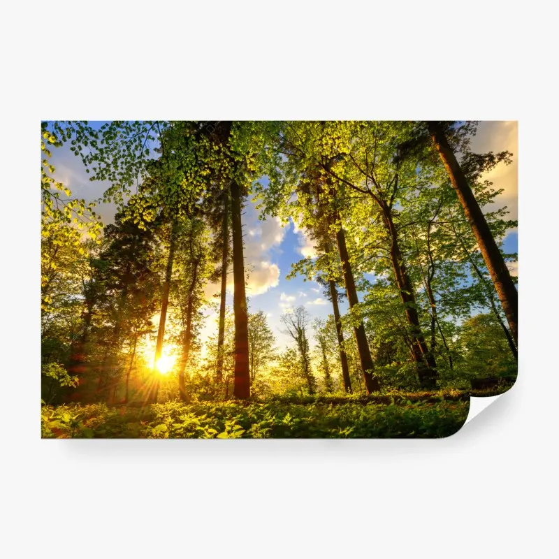 Fototapete sonnenbeschienener waldweg in der goldenen stunde