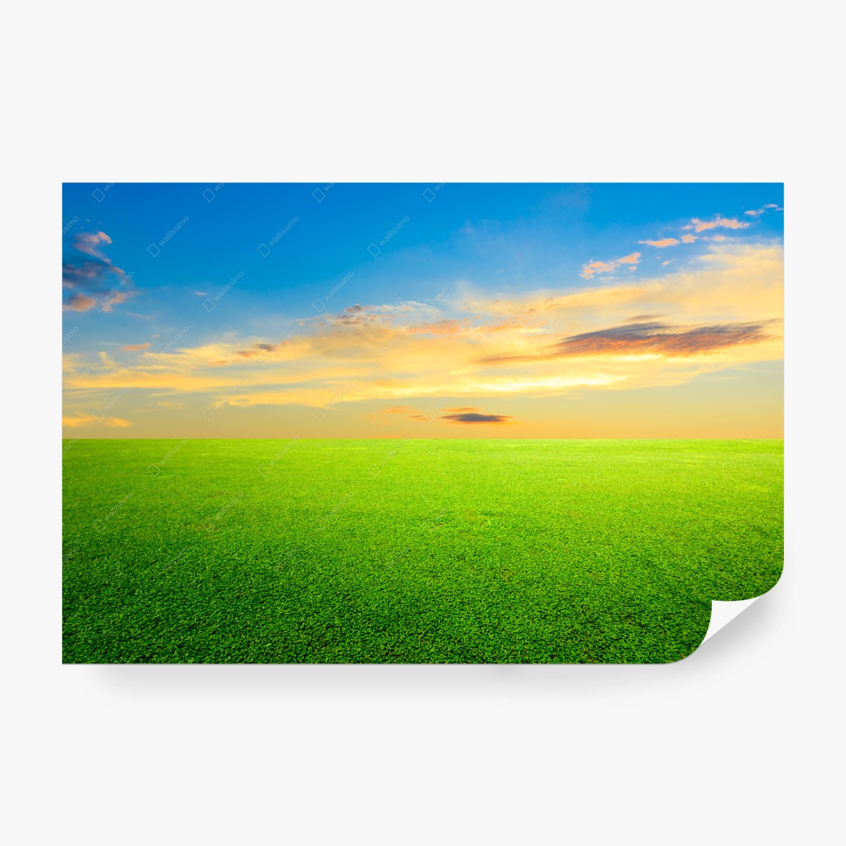 Fototapete sonnenuntergang über grüner wiese – Pixers®