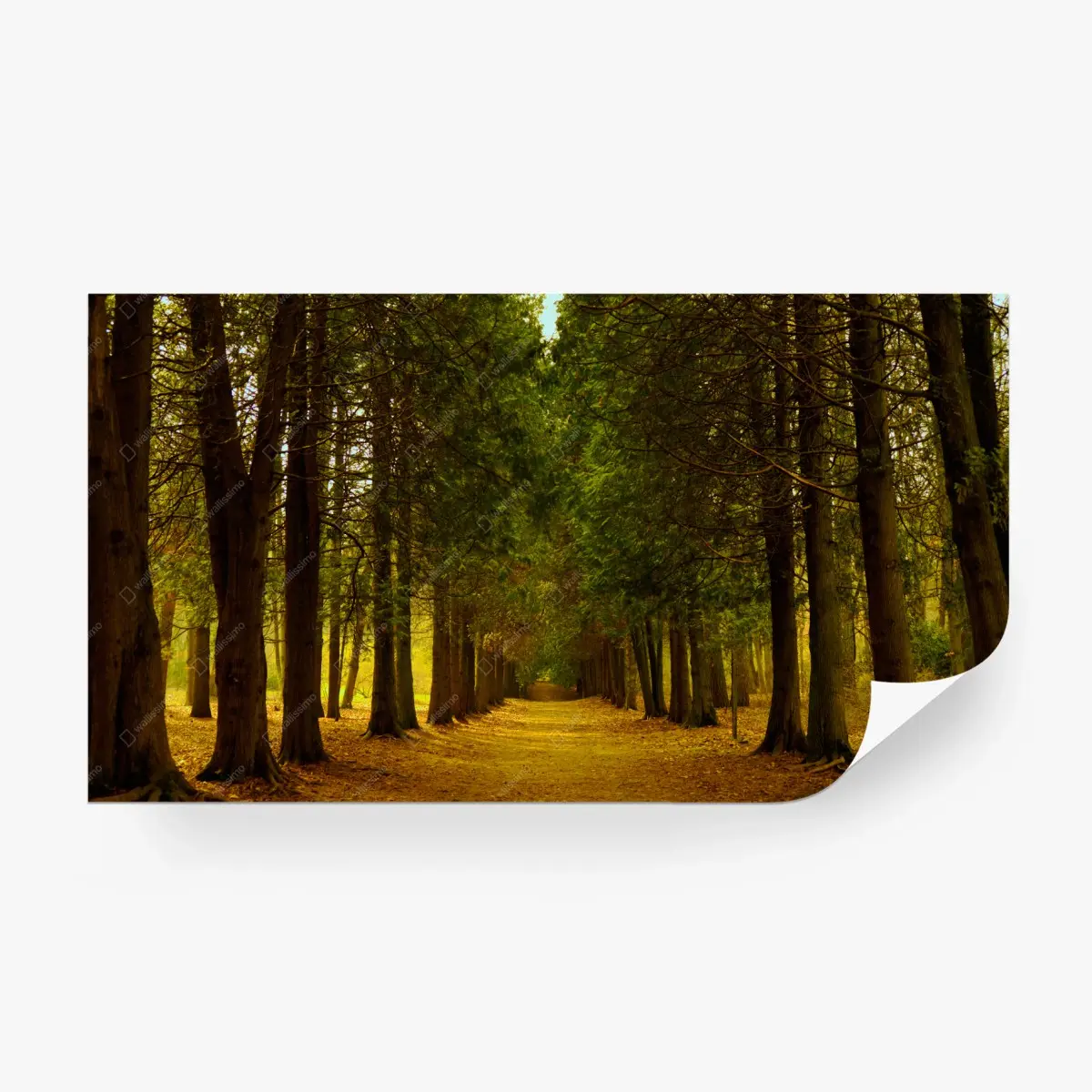 Fototapete ruhige waldallee – Pixers®
