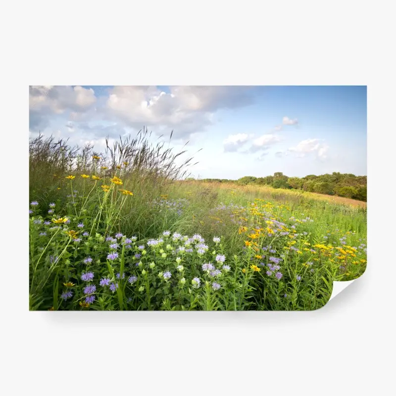 Fototapete sonnige wildblumenwiese