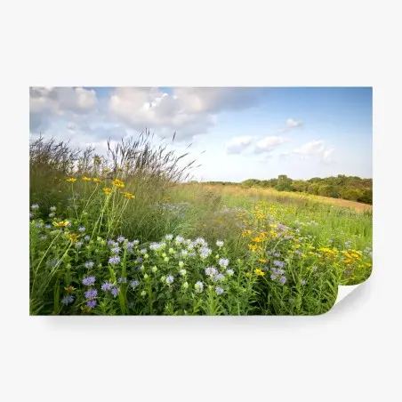 Fototapete sonnige wildblumenwiese – Pixers®