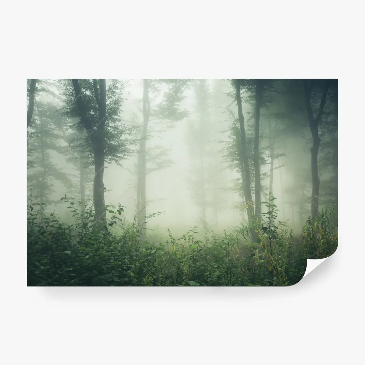 Fototapete nebliger wald am morgen – Pixers®