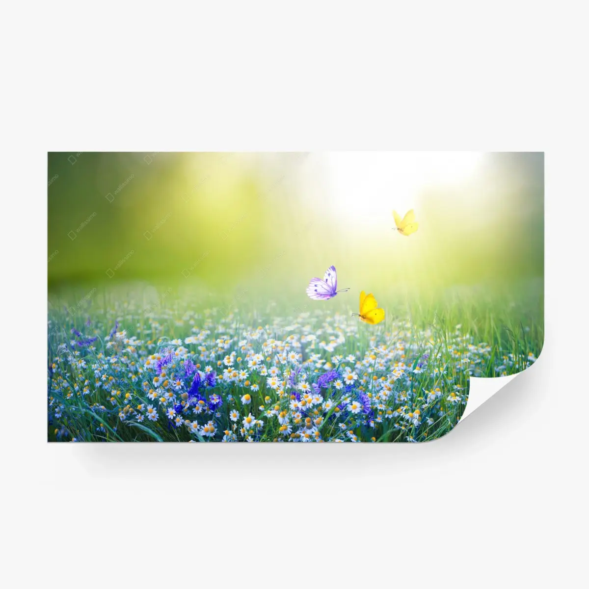 Fototapete sonnige wiese mit gänseblümchen und schmetterlingen – Pixers®