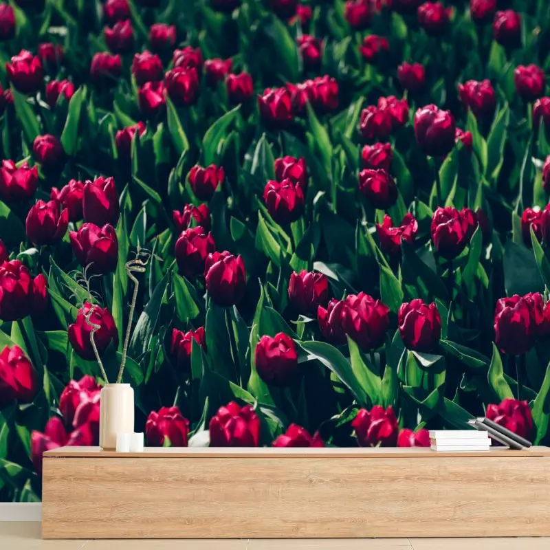 Fototapete feld roter tulpen