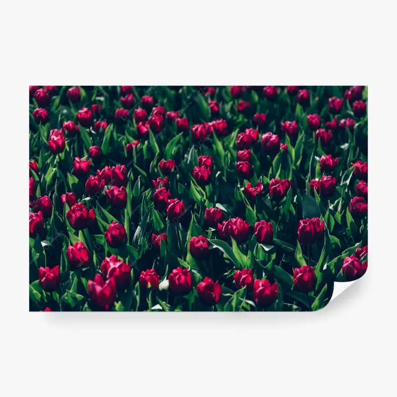 Fototapete feld roter tulpen