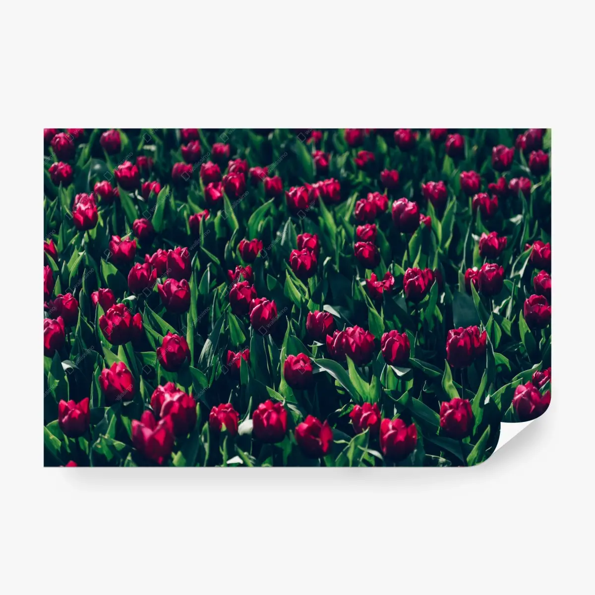 Fototapete feld roter tulpen – Pixers®