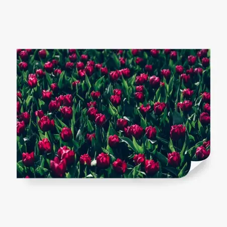 Fototapete feld roter tulpen – Pixers®