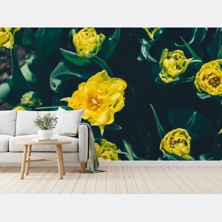 Fototapete leuchtende gelbe tulpen im nahblick – Pixers®