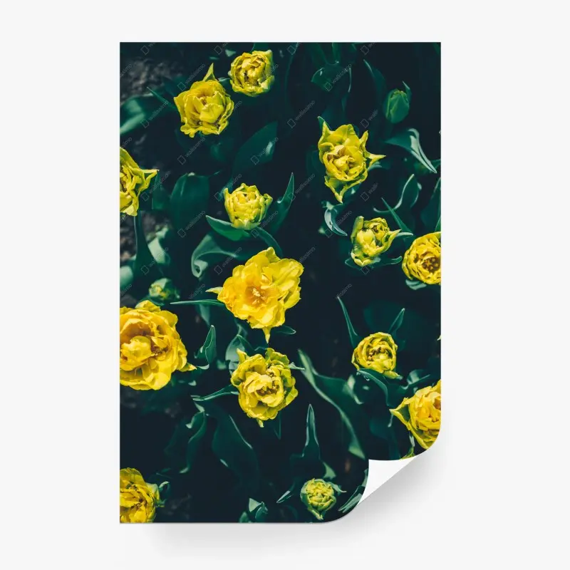 Fototapete leuchtende gelbe tulpen im nahblick