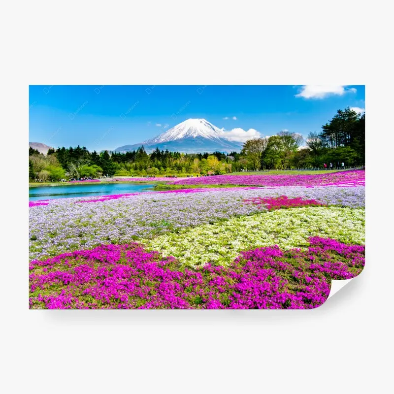 Fototapete Berg Fuji und shibazakura wiese