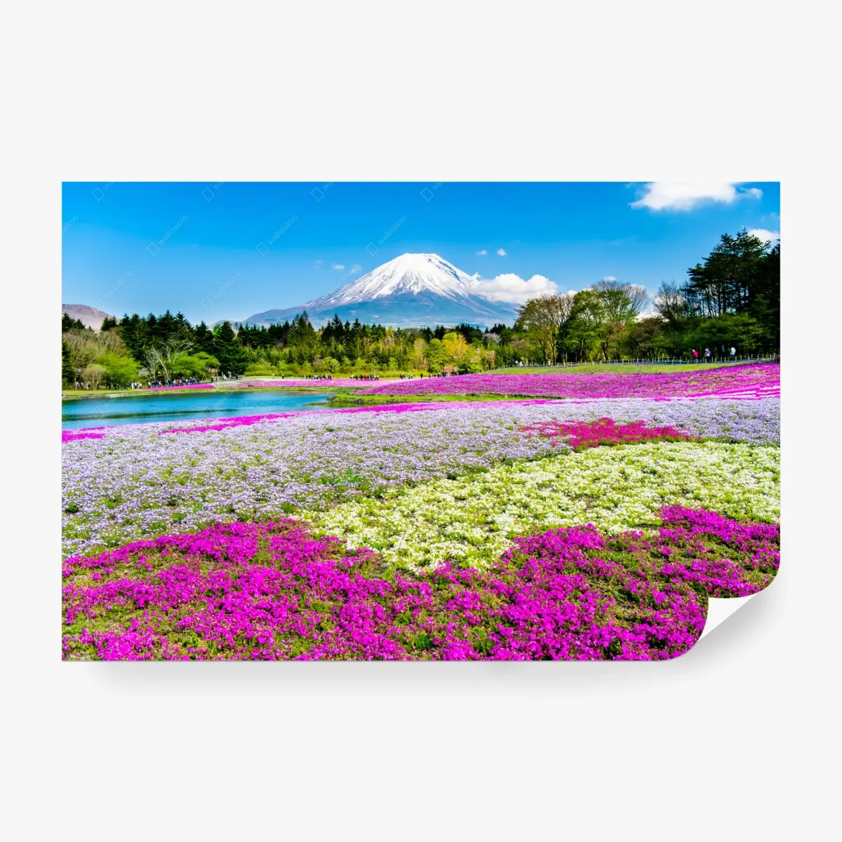 Fototapete Berg Fuji und shibazakura wiese – Pixers®