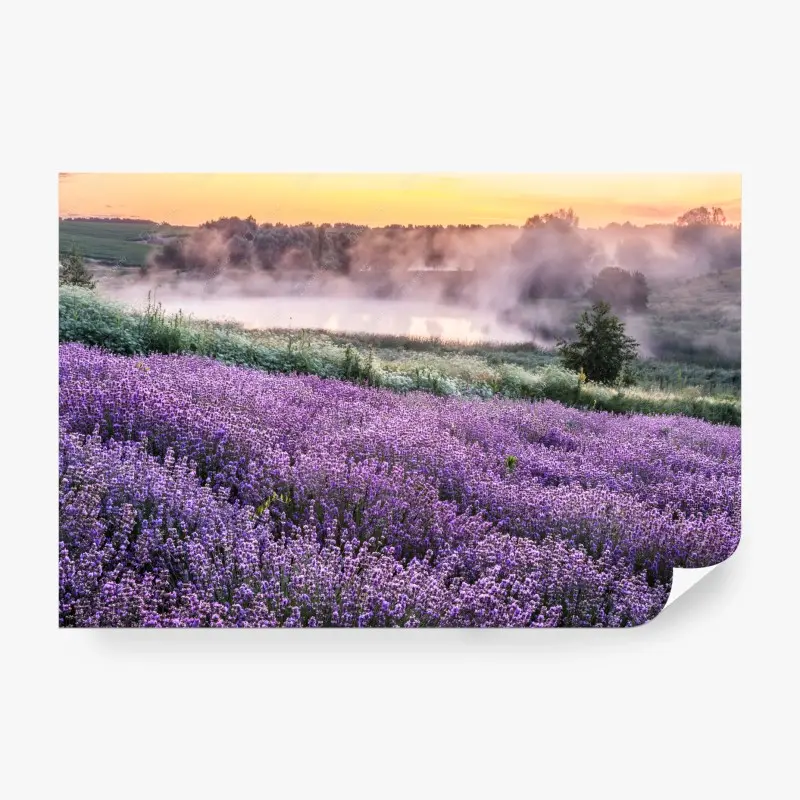 Fototapete nebliges lavendelfeld im morgengrauen