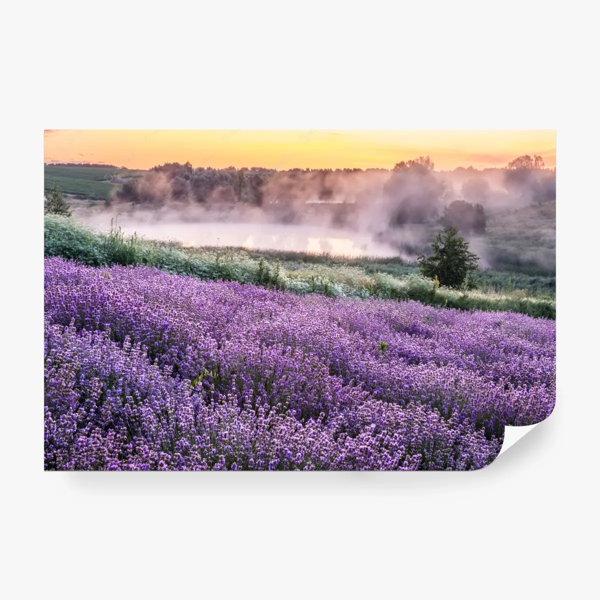 Fototapete nebliges lavendelfeld im morgengrauen – Pixers®