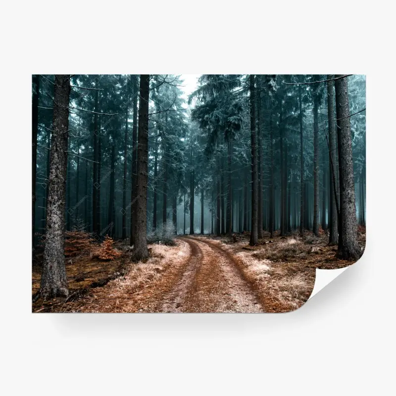 Fototapete nebliger waldweg zwischen kiefern
