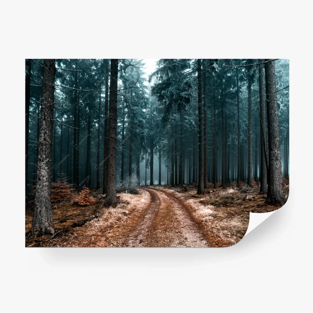 Fototapete nebliger waldweg zwischen kiefern – Pixers®