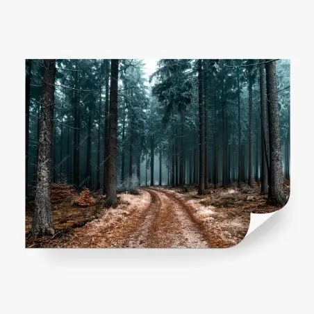 Fototapete nebliger waldweg zwischen kiefern – Pixers®