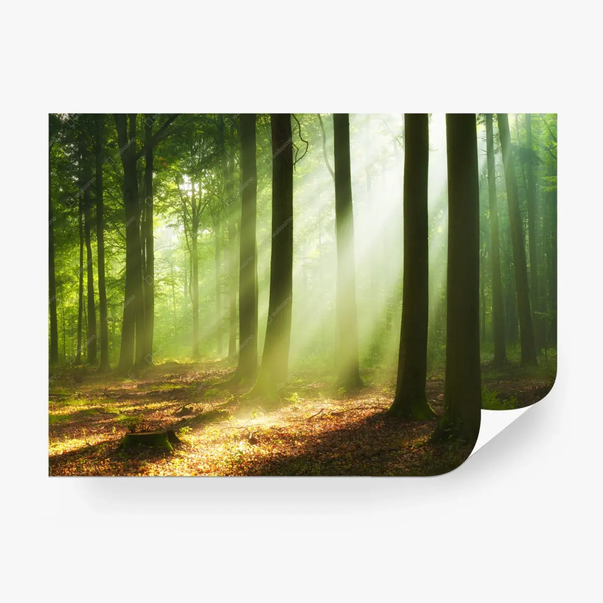 Fototapete sonniger morgen im wald – Pixers®