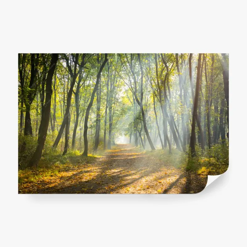 Fototapete nebliger waldweg im goldenen sonnenlicht