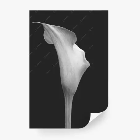 Fototapete anmutige calla in graustufen – Pixers®
